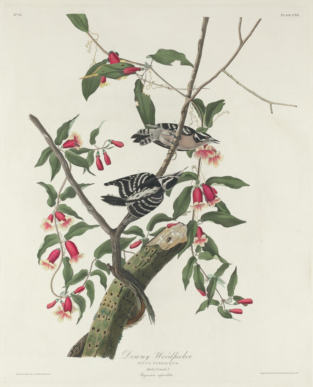 Pic mineur - Robert Havell after John James Audubon