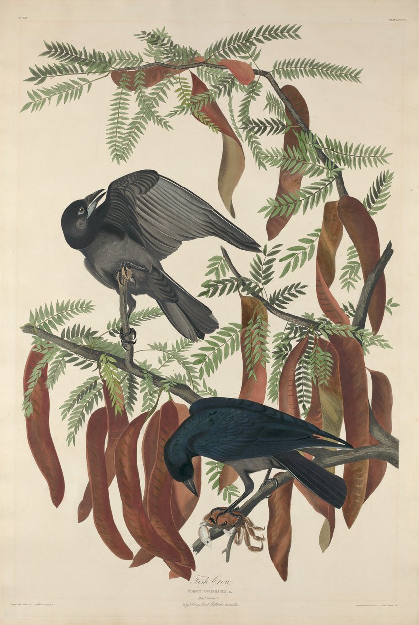 Corbeau à tête rouge - Robert Havell after John James Audubon