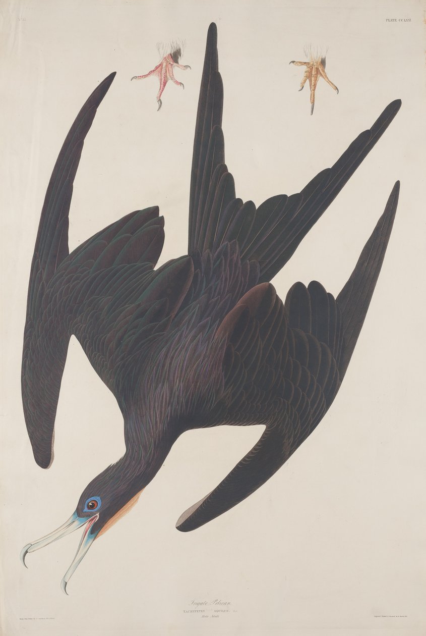 Frégate Pélican - Robert Havell after John James Audubon