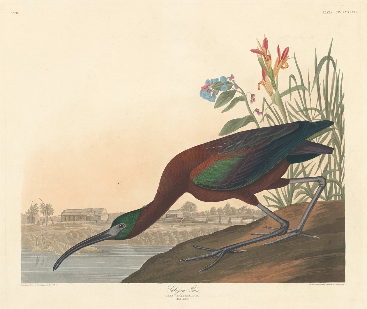 Ibis falcinelle - Robert Havell after John James Audubon