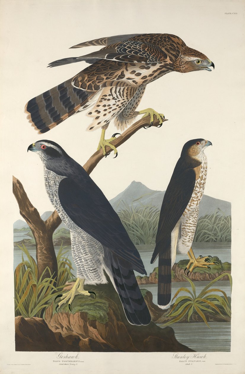 Autourserie et Épervier de Stanley - Robert Havell after John James Audubon