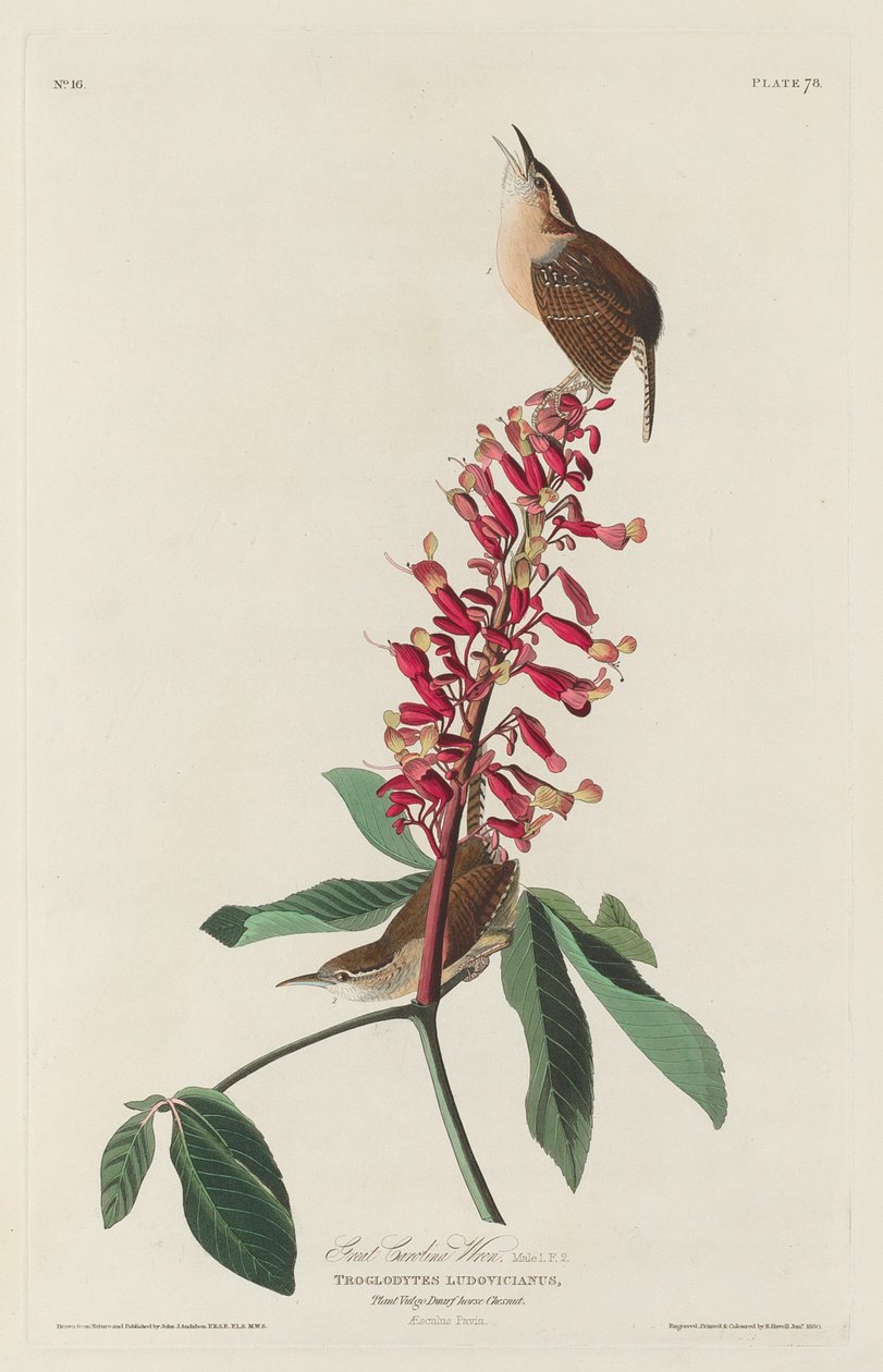 Grand troglodyte de Caroline - Robert Havell after John James Audubon