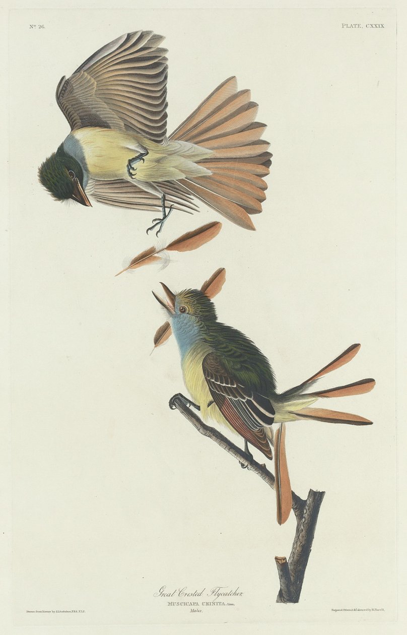 Tyran huppé - Robert Havell after John James Audubon