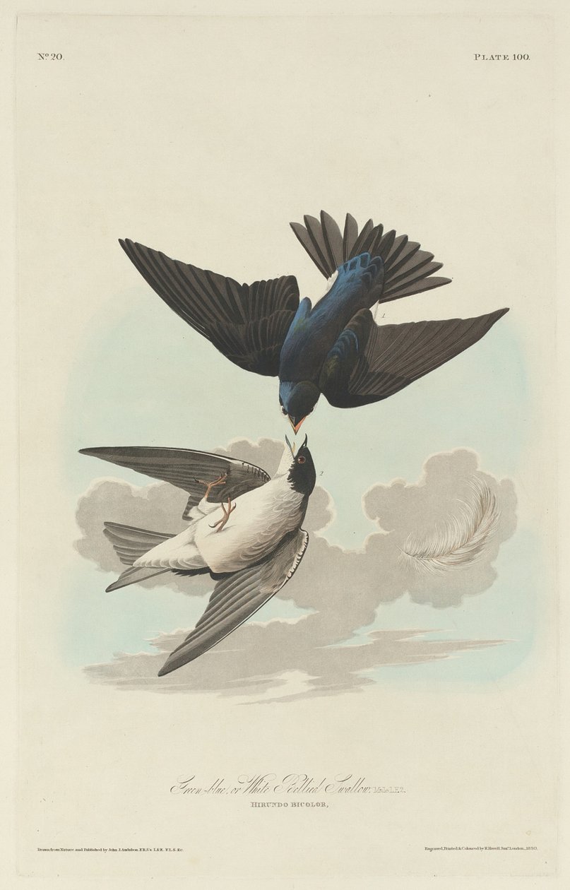 Hirondelle à ventre blanc ou bleu-vert - Robert Havell after John James Audubon