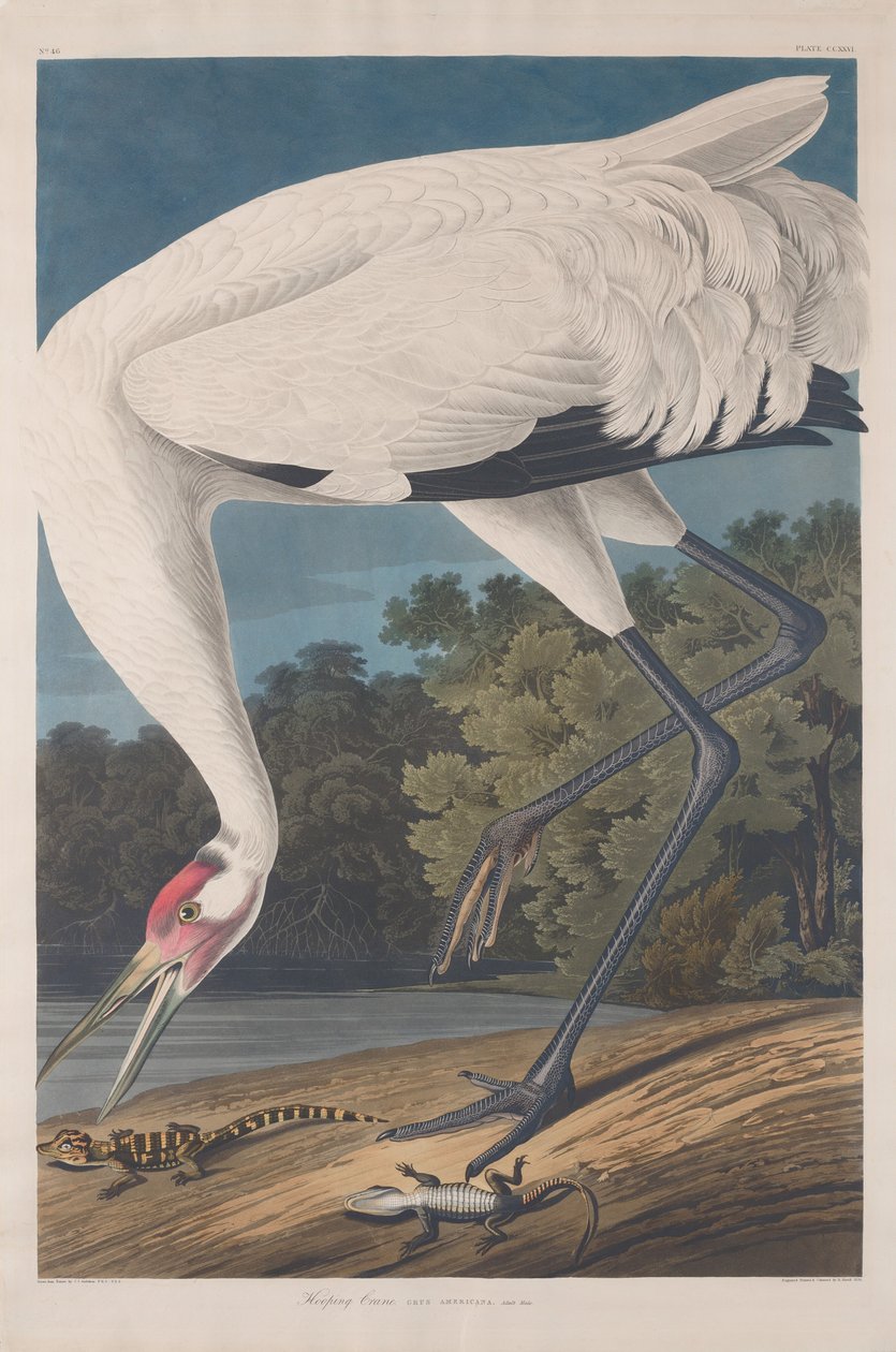 Grue huppée - Robert Havell after John James Audubon