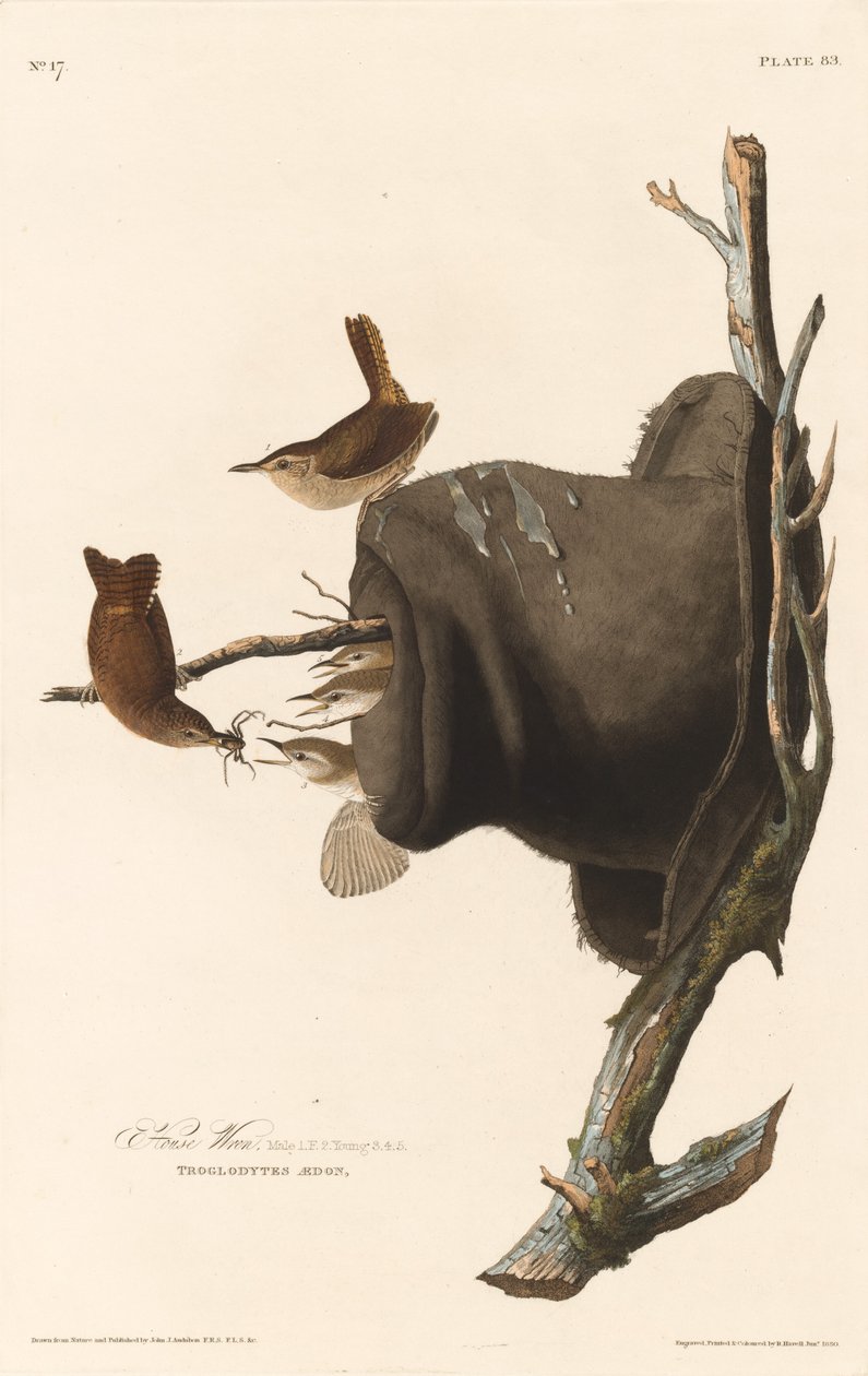 Troglodyte familier - Robert Havell after John James Audubon