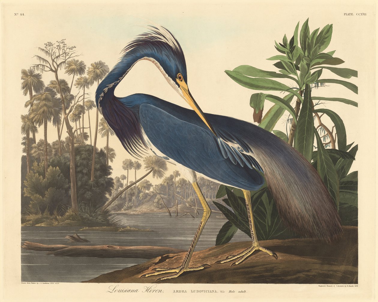 Héron de Louisiane - Robert Havell after John James Audubon