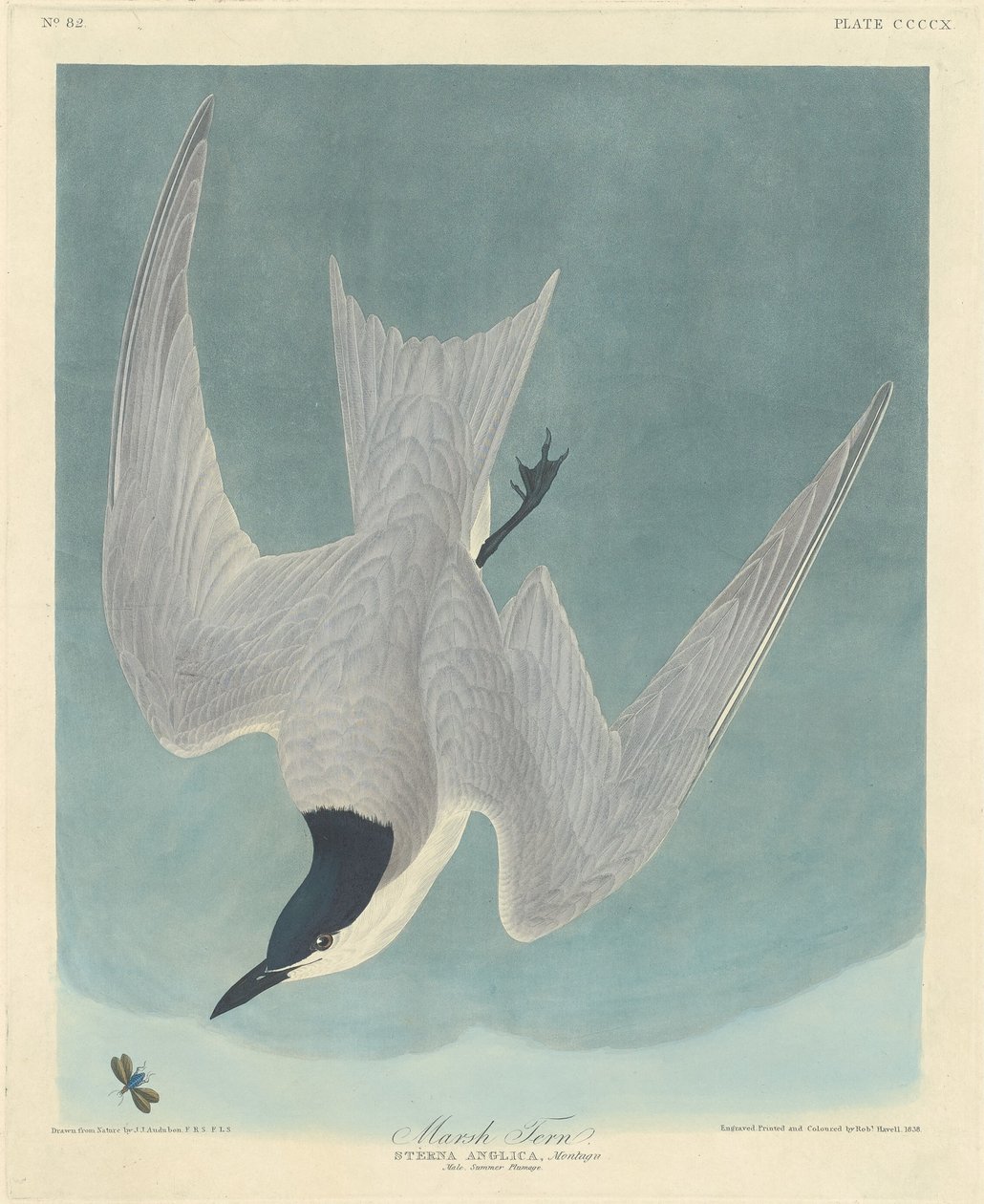Sterne des Marais - Robert Havell after John James Audubon