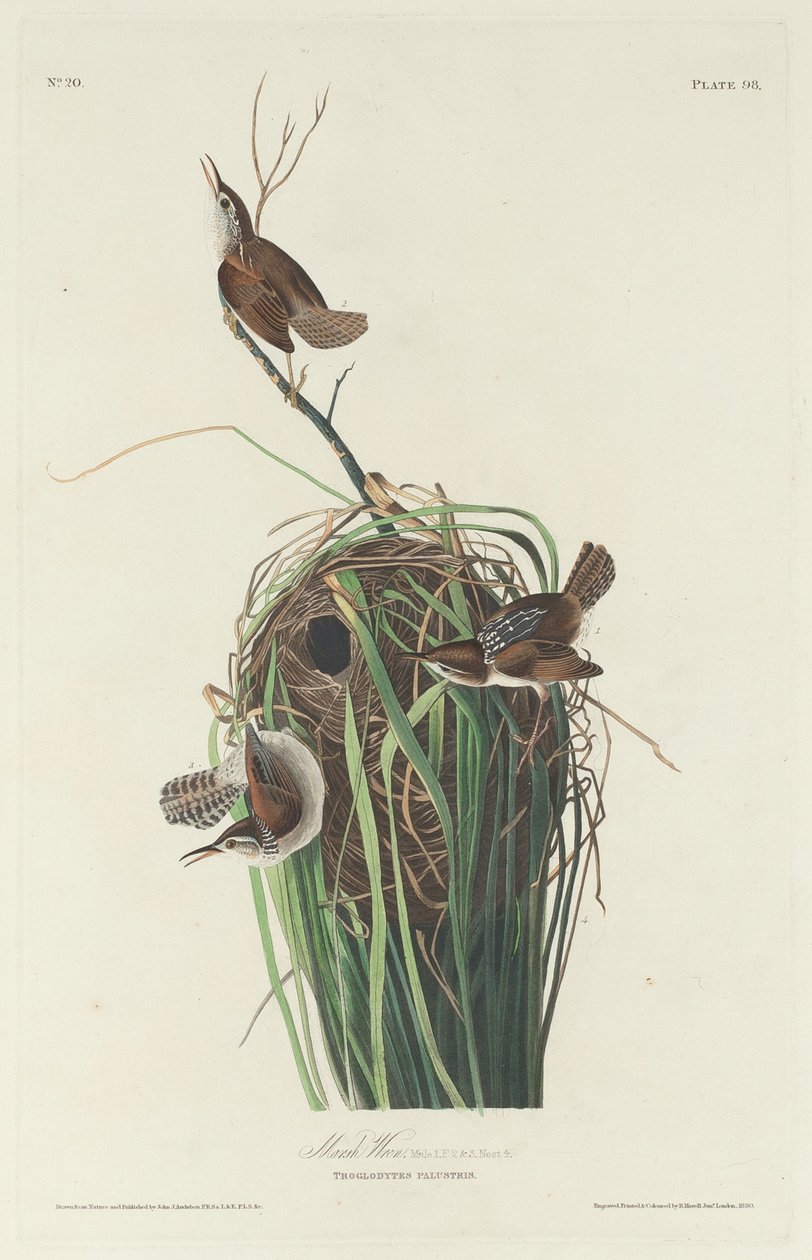 Troglodyte des marais - Robert Havell after John James Audubon