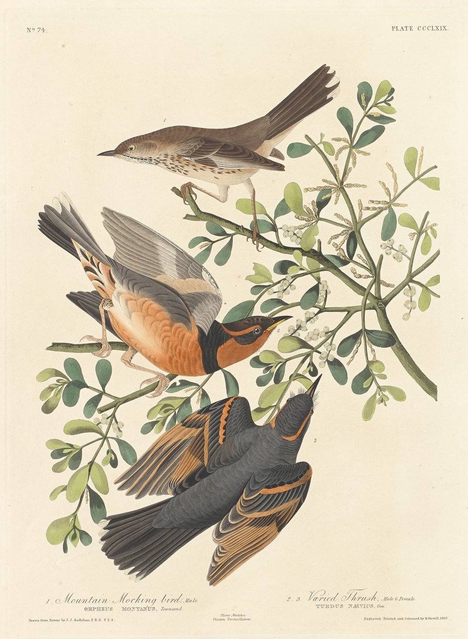 Moqueur des montagnes et grive variée - Robert Havell after John James Audubon