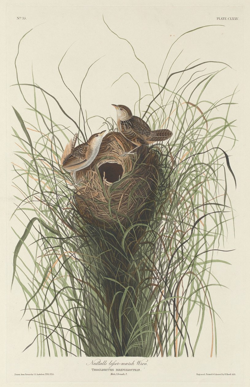 Troglodyte des marais de Nuttall - Robert Havell after John James Audubon