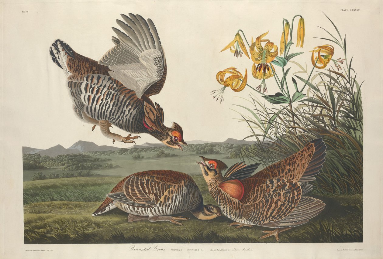 Tétras des prairies - Robert Havell after John James Audubon