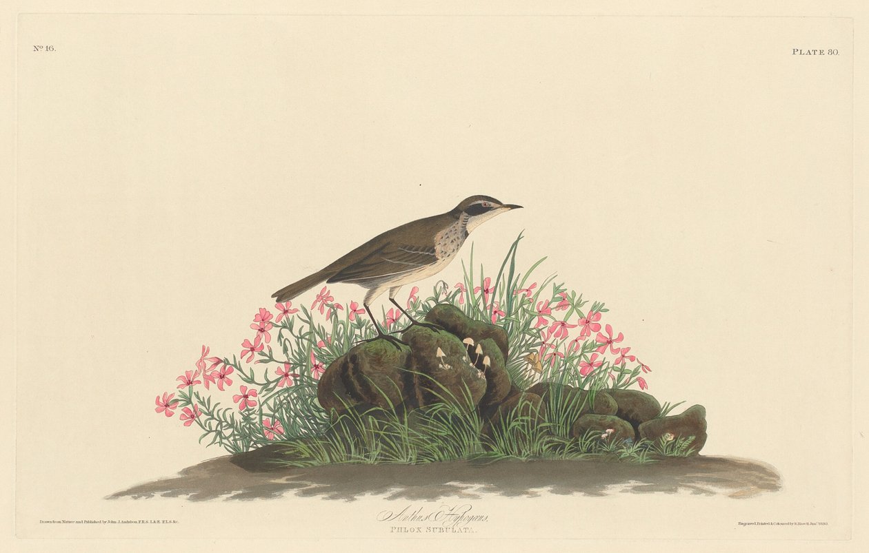 Titlark des prairies - Robert Havell after John James Audubon