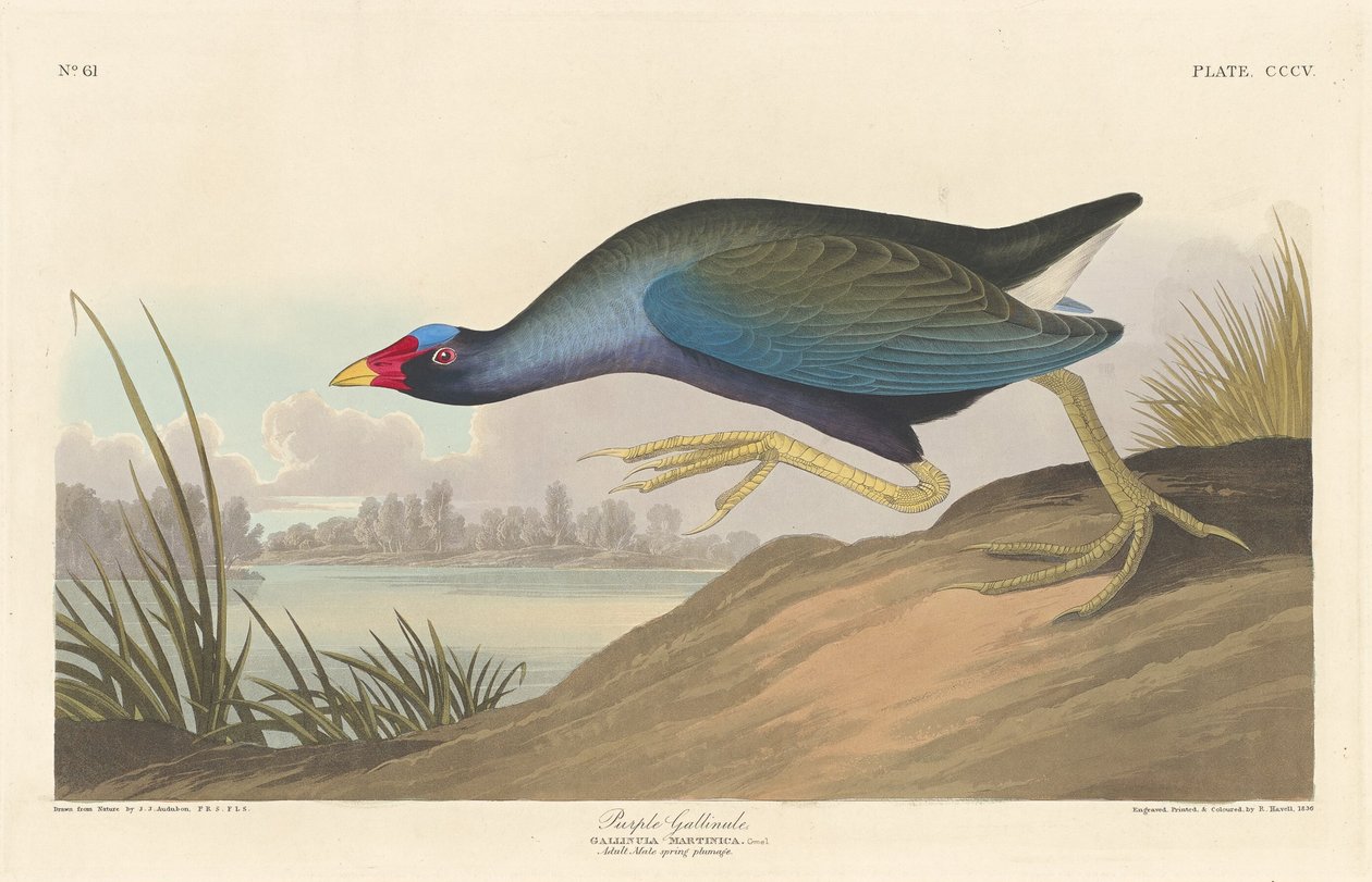 Talève violacée - Robert Havell after John James Audubon