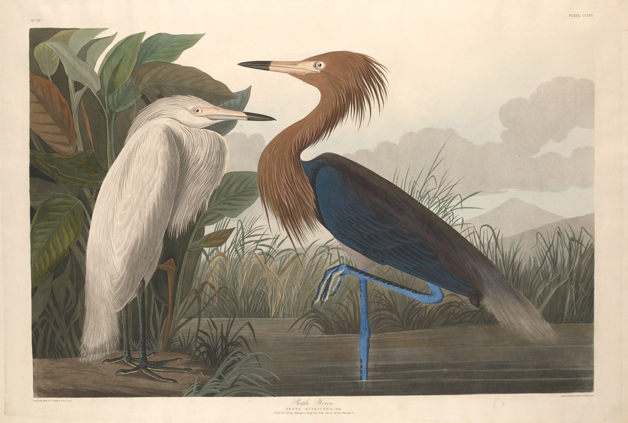 Héron pourpré - Robert Havell after John James Audubon