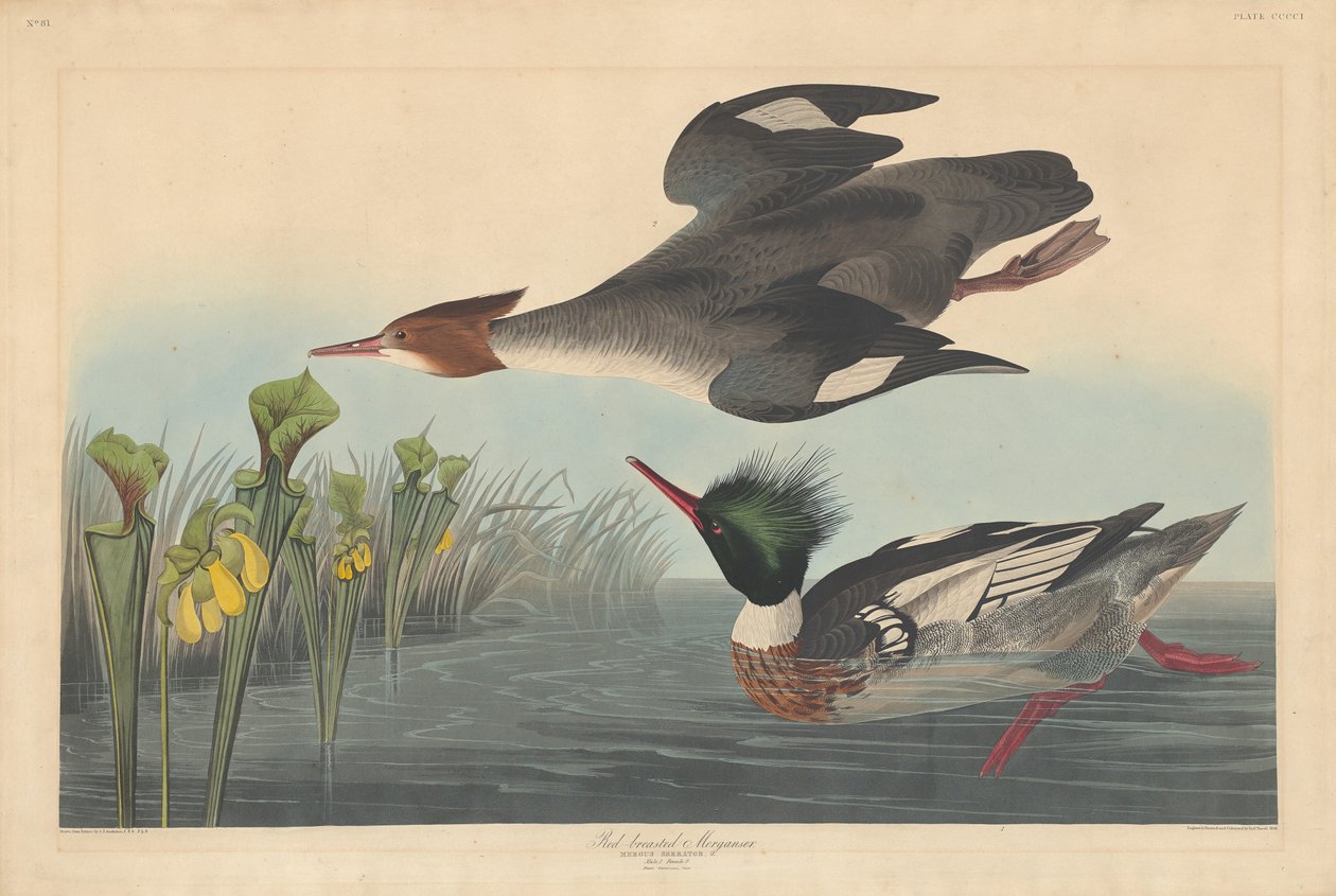 Harle huppé - Robert Havell after John James Audubon