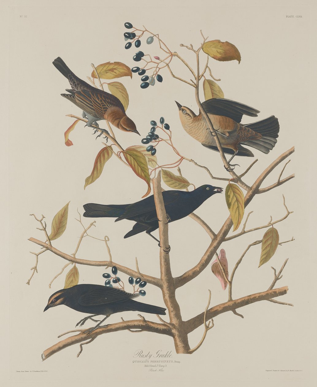 Grakle rouillé - Robert Havell after John James Audubon