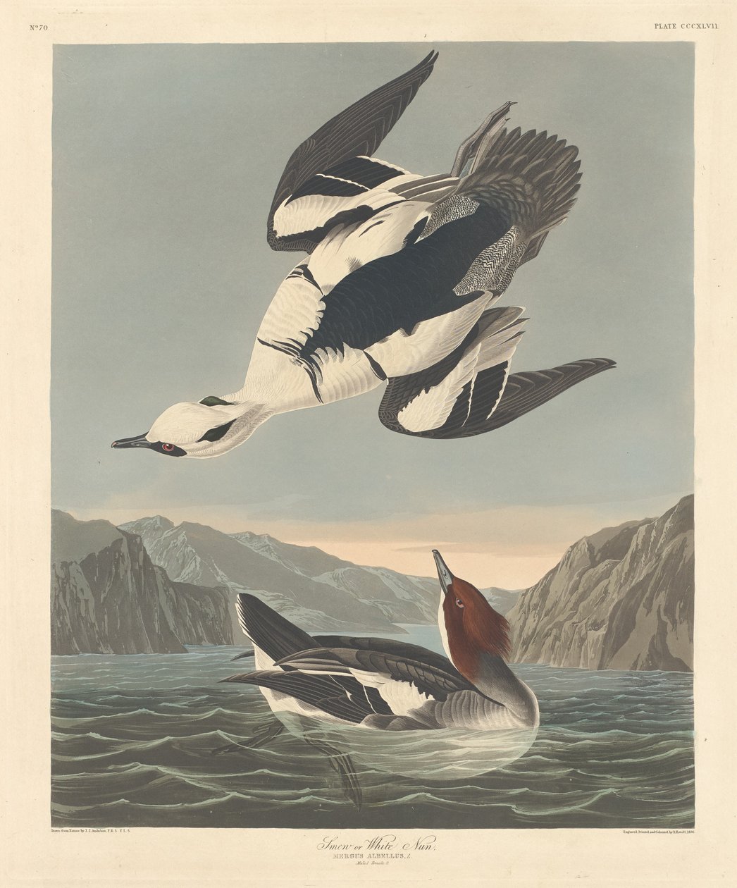 Harle piette - Robert Havell after John James Audubon