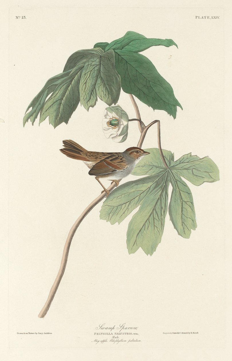 Moineau des marais - Robert Havell after John James Audubon