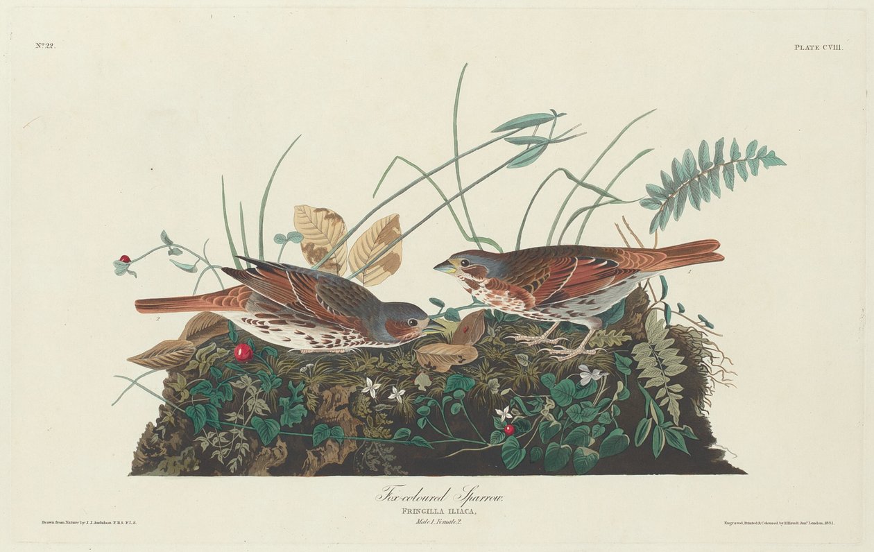 Moineau bicolore - Robert Havell after John James Audubon