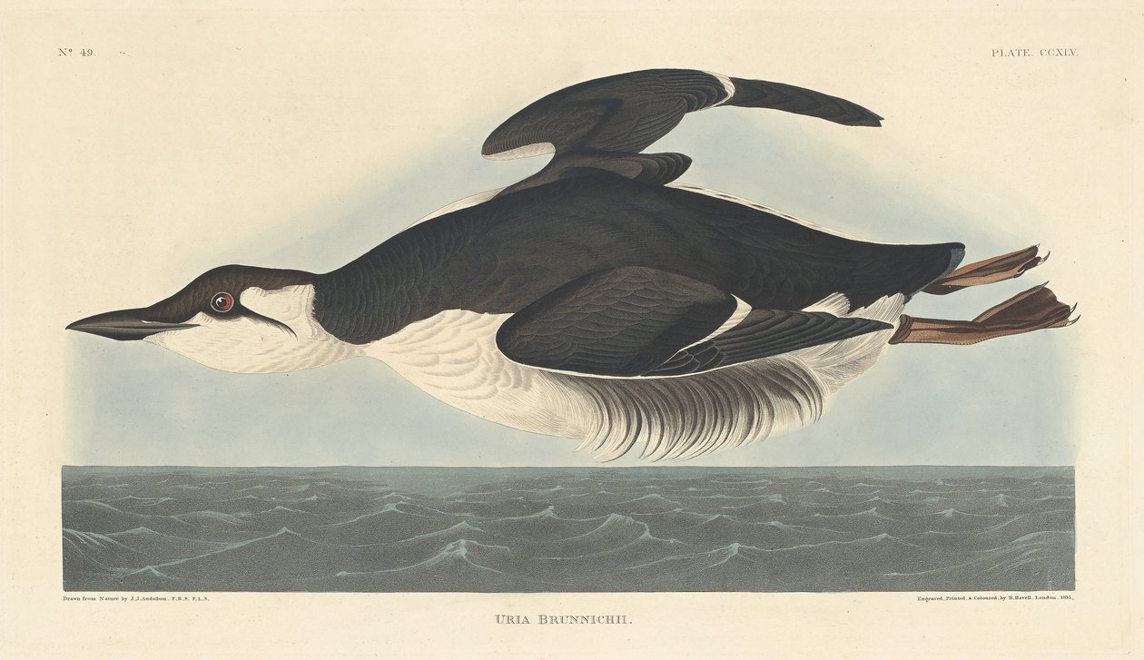 Uria Brunnichii - Robert Havell after John James Audubon