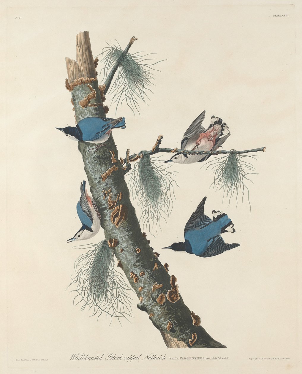 Sittelle à poitrine blanche et à calotte noire - Robert Havell after John James Audubon