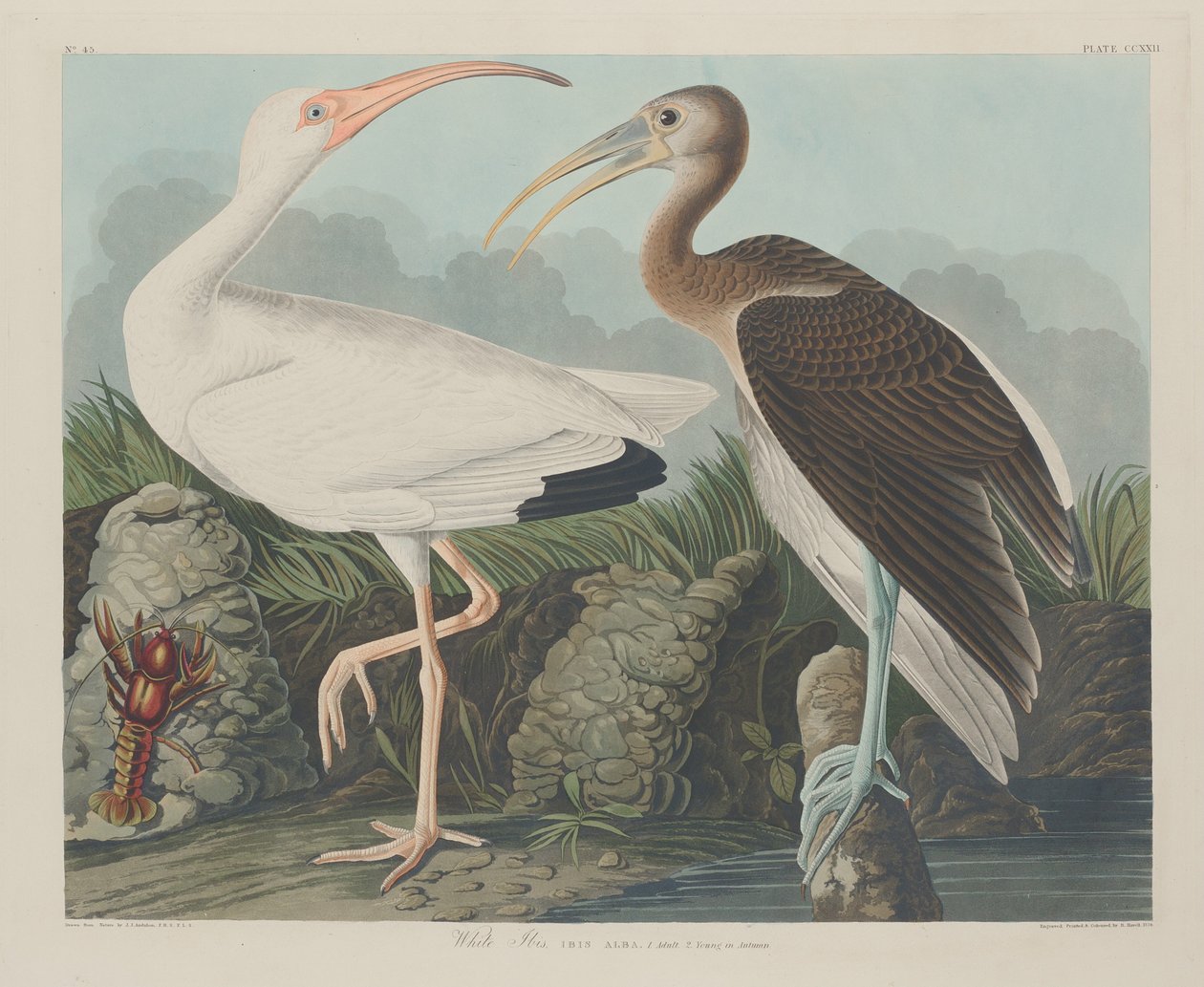 Ibis blanc - Robert Havell after John James Audubon