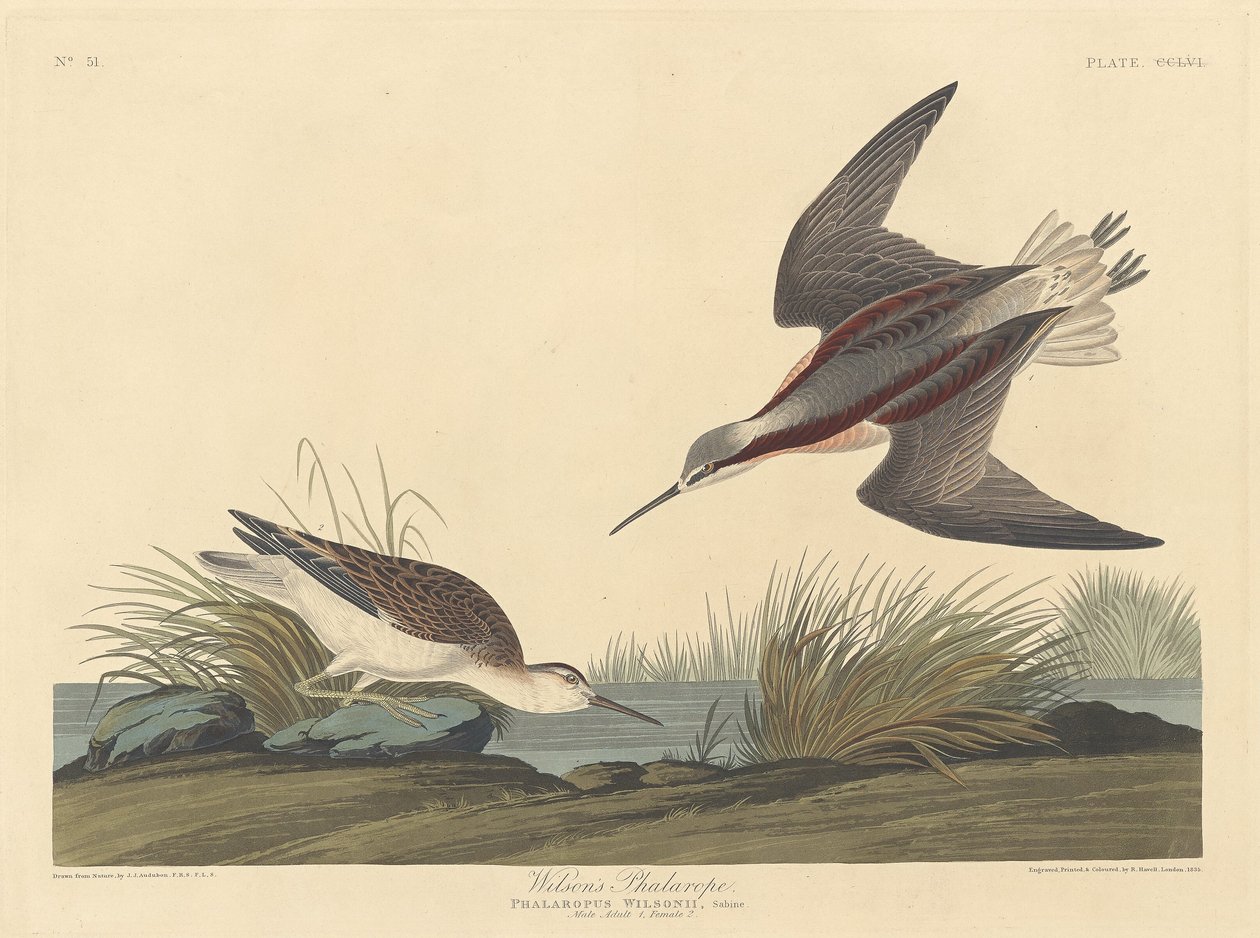 Phalarope de Wilson - Robert Havell after John James Audubon