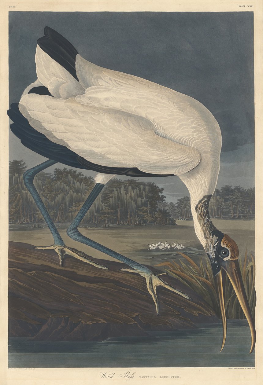 Ibis des bois - Robert Havell after John James Audubon