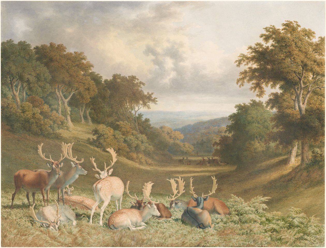Cerfs dans le parc de Knole, Kent - Robert Hills