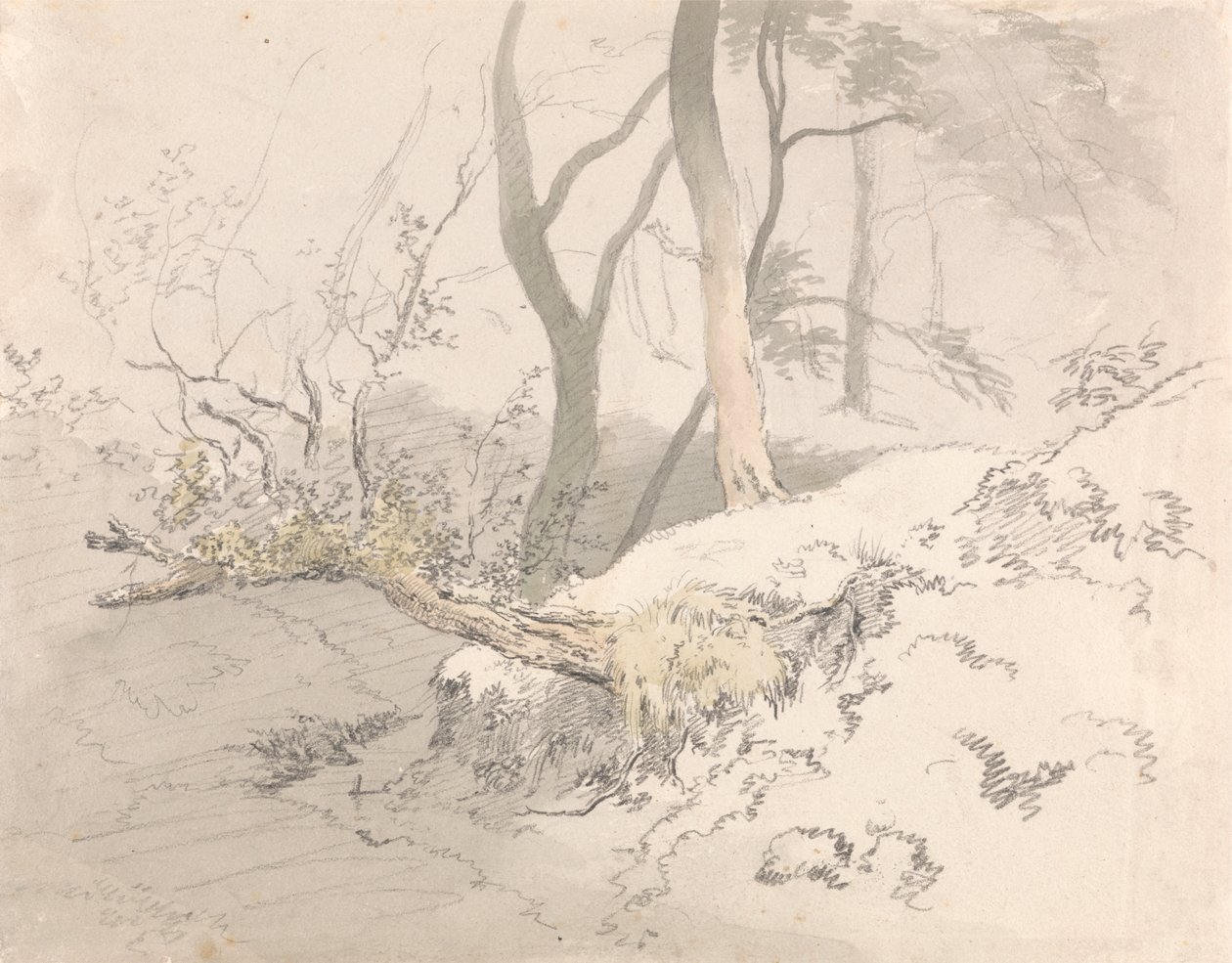 Ombre boisée - Robert Hills