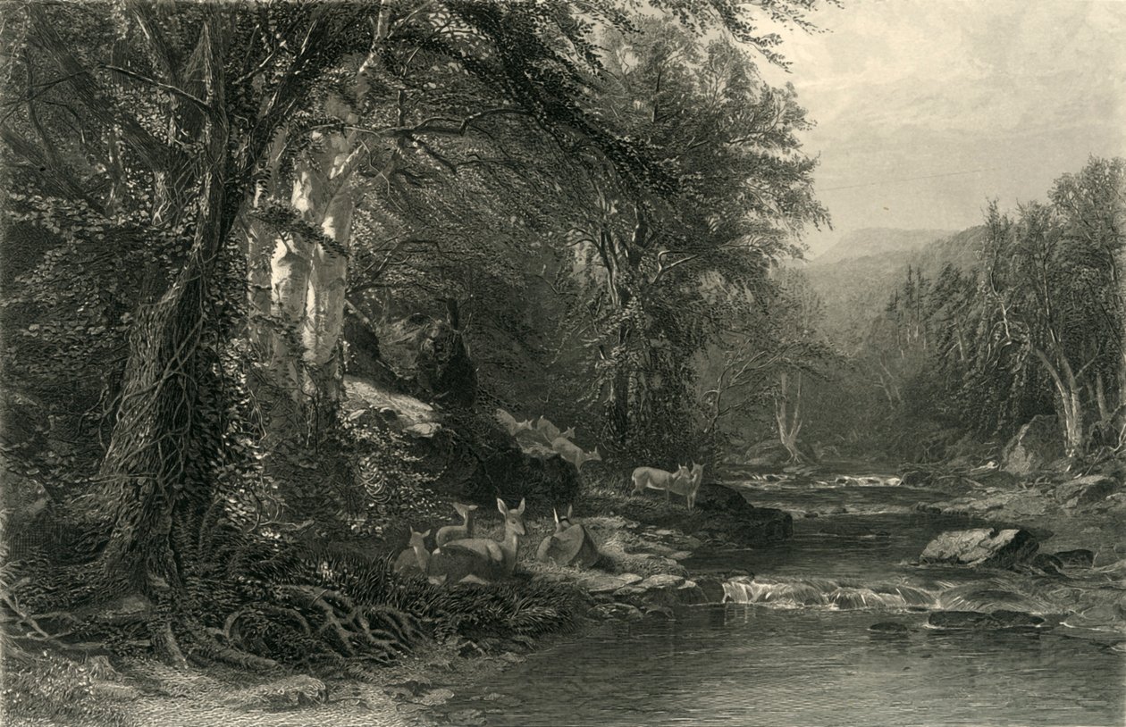 Les bois des Adirondacks - Robert Hinshelwood