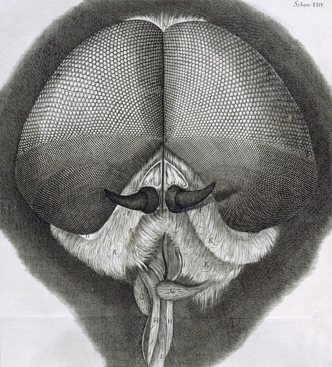 Mouche grise, observation XXXIX de la Micrographia de Hooke, 1664 - Robert Hooke