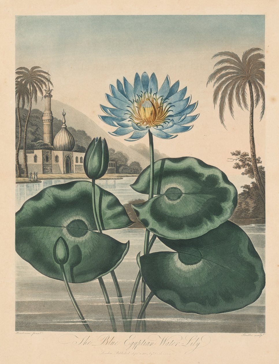 Le Temple de Flora, ou Jardin de la Nature : Nénuphar égyptien bleu - Robert John Thornton