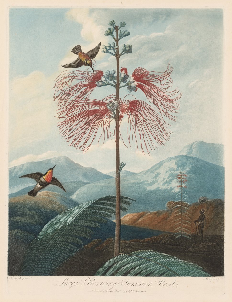 Le Temple de Flora, ou Jardin de la Nature: Grande sensitive à fleurs - Robert John Thornton