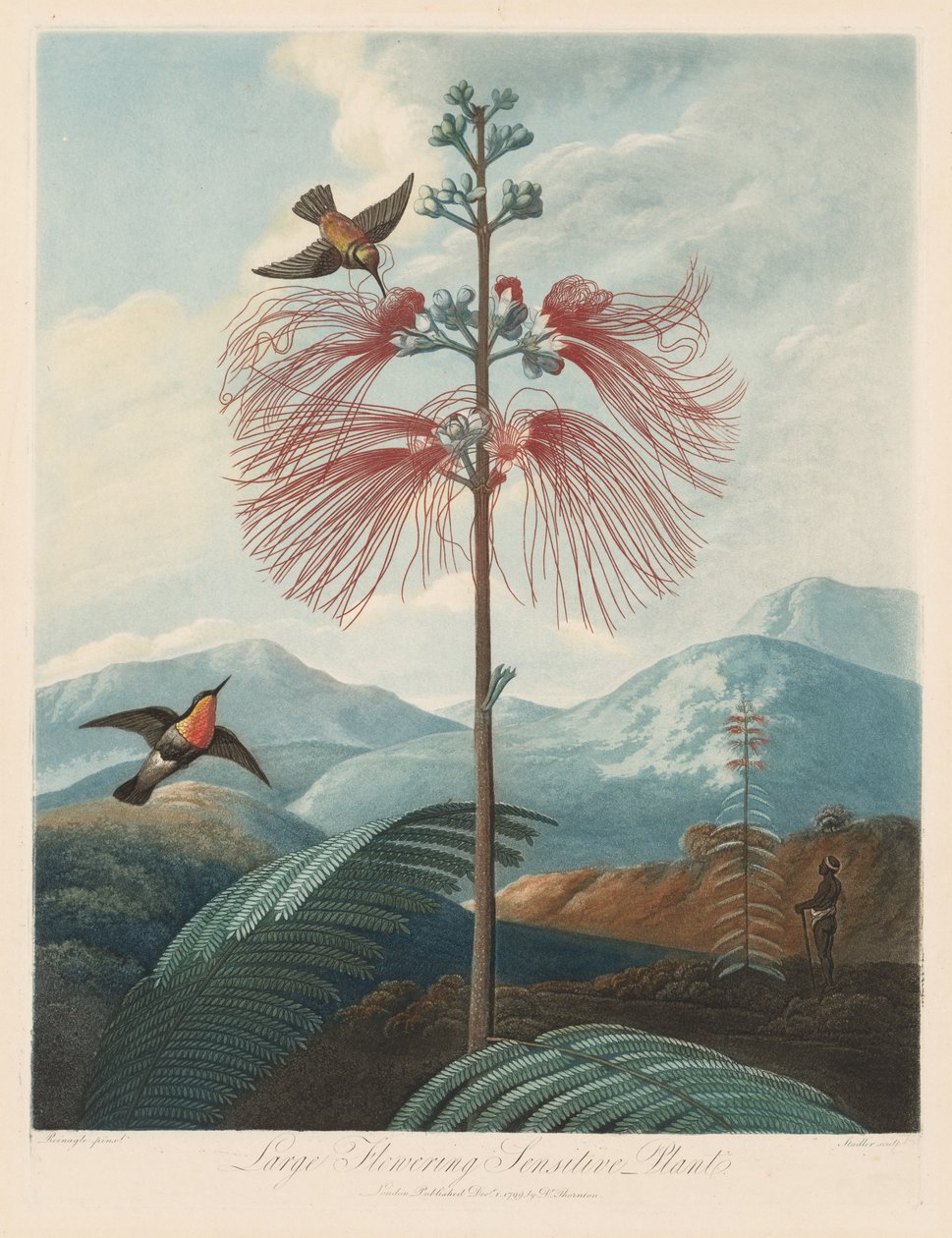 Le Temple de Flora, ou Jardin de la Nature : Grande Sensitive Fleurissante, 1799-1807 - Robert John Thornton