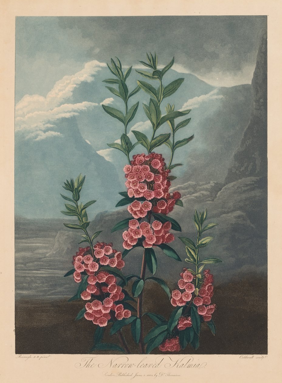 Le Temple de Flora, ou Jardin de la Nature : Le Kalmia à feuilles étroites, Laurier des montagnes, 1804 - Robert John Thornton