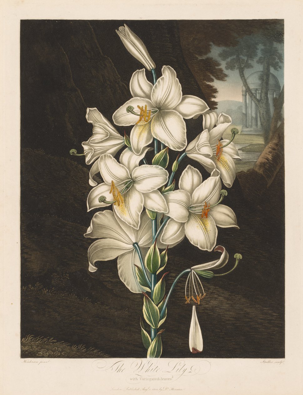 Le Temple de Flora, ou Jardin de la Nature : Le Lys Blanc à Feuilles Panachées - Robert John Thornton
