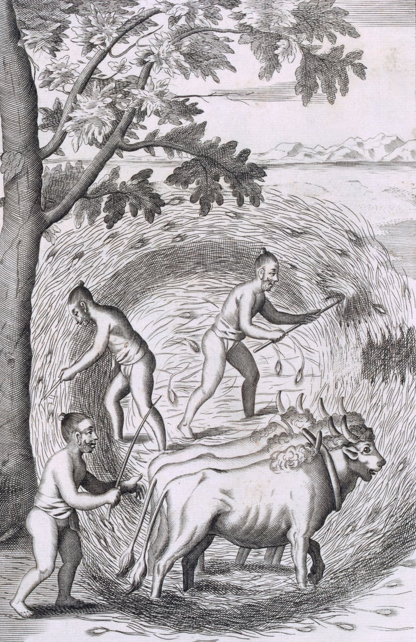 La manière de fouler leur riz, de An Historical Relation of the Island Ceylon, pub. 1681 - Robert Knox