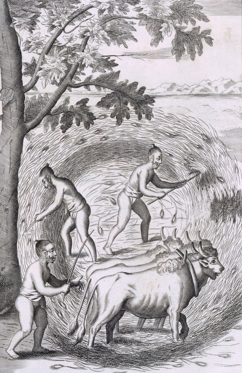 La manière de fouler leur riz, pub. 1681 - Robert Knox