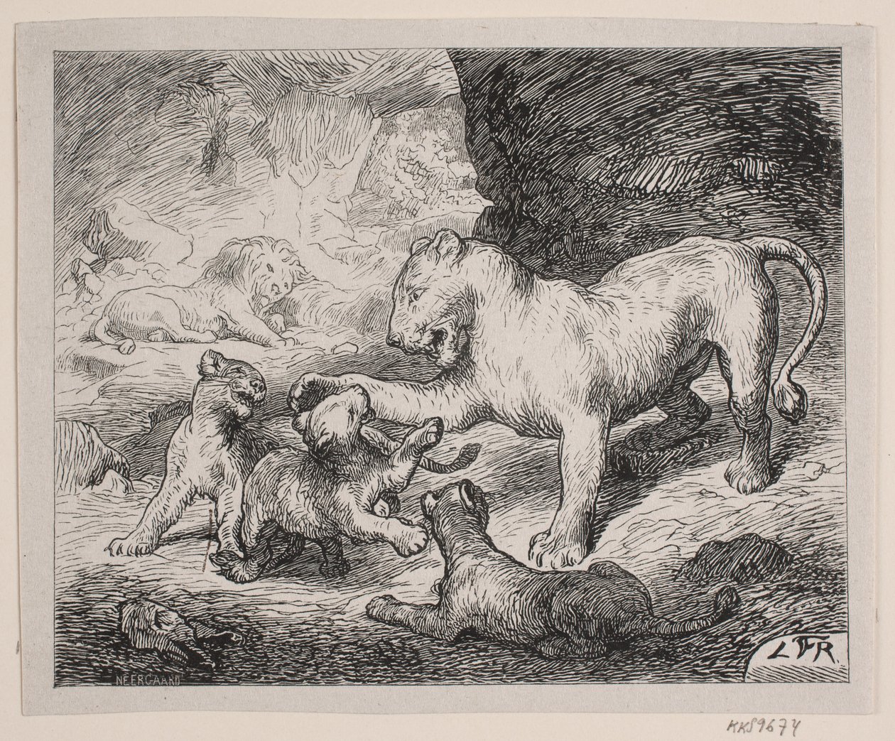 Lionceaux. Illustration pour Chr. Winthers "Livre d