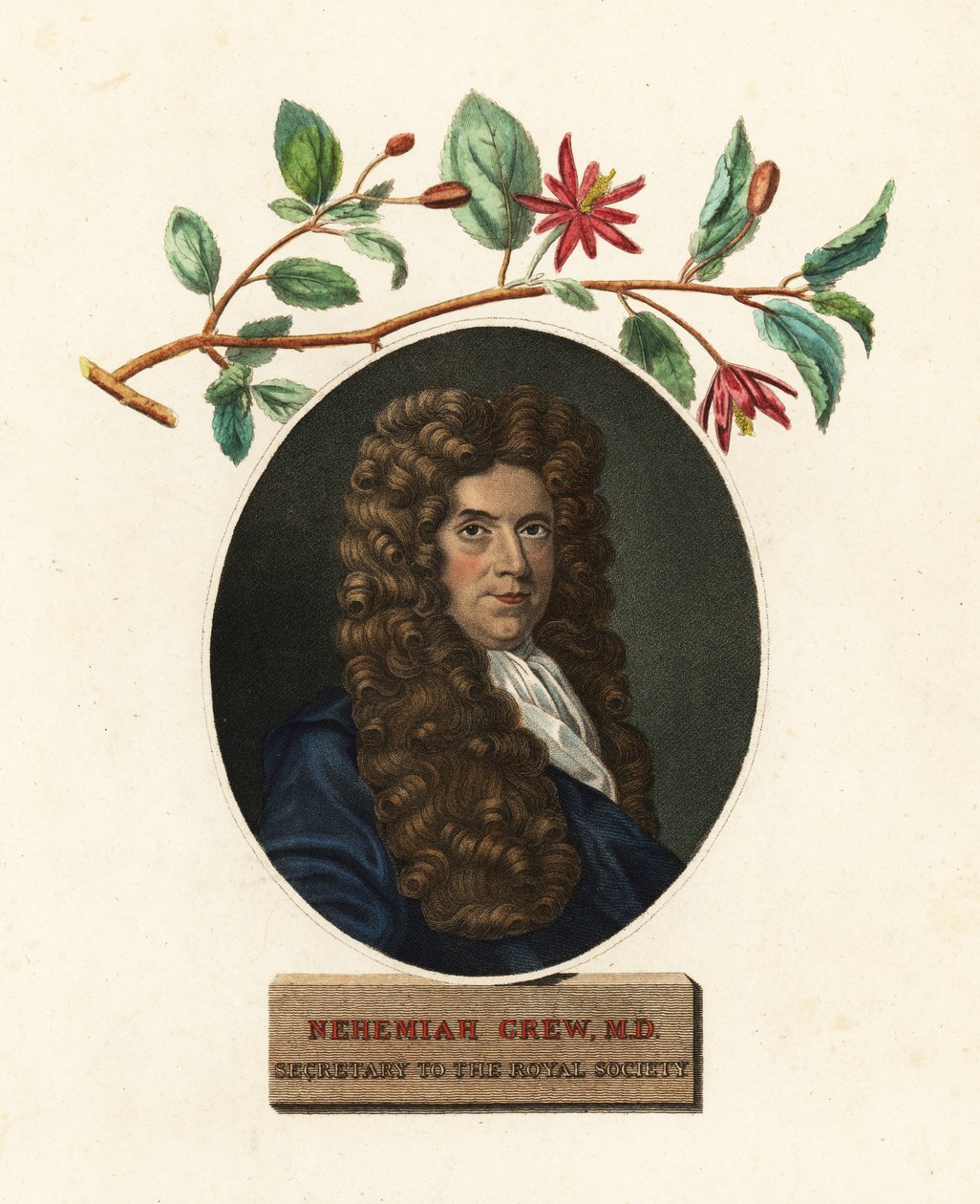Portrait de Nehemiah Grew, médecin et botaniste - Robert White