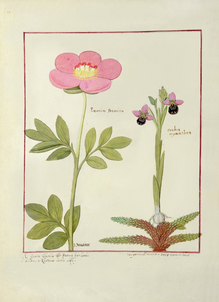 Paeonia ou Pivoine, et Orchis myanthos, illustration du Livre des simples médecines par Mattheaus Platearius - Robinet Testard