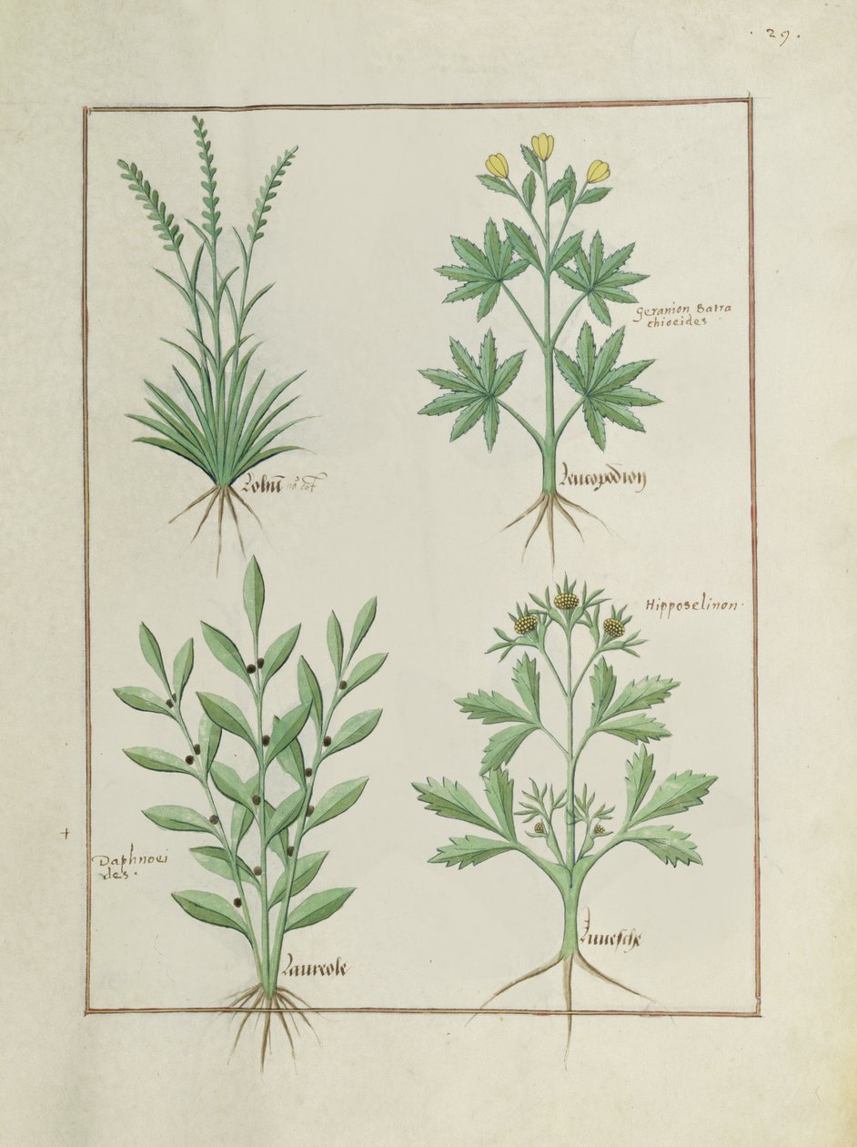 Ms Fr. Fv VI #1 fol. 126r Rangée du haut : Lolni et Géranium. Rangée du bas : Daphnoides et Persil, illustration du Livre des Simples Médecines, par Matteaus Platearius (d.c.1161) c.1470 - Robinet Testard