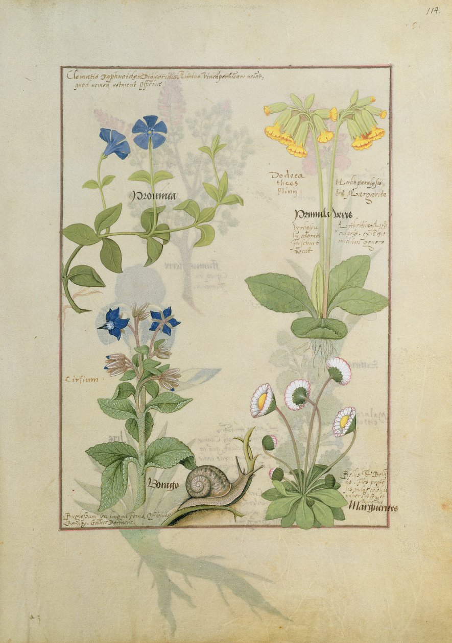 Clématite bleue ou Renoncule et Primevère. Rangée du bas Bourrache ou Myosotis et Marguerite - Robinet Testard