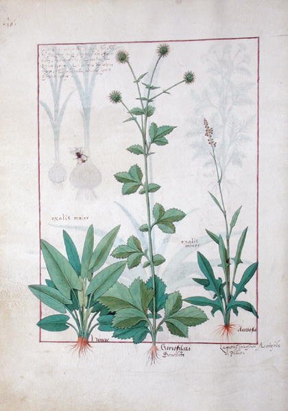 Oseille et Gariofilata (Bois béni) illustration du Livre des simples médecines par Mattheaus Platearius, c.1470 - Robinet Testard