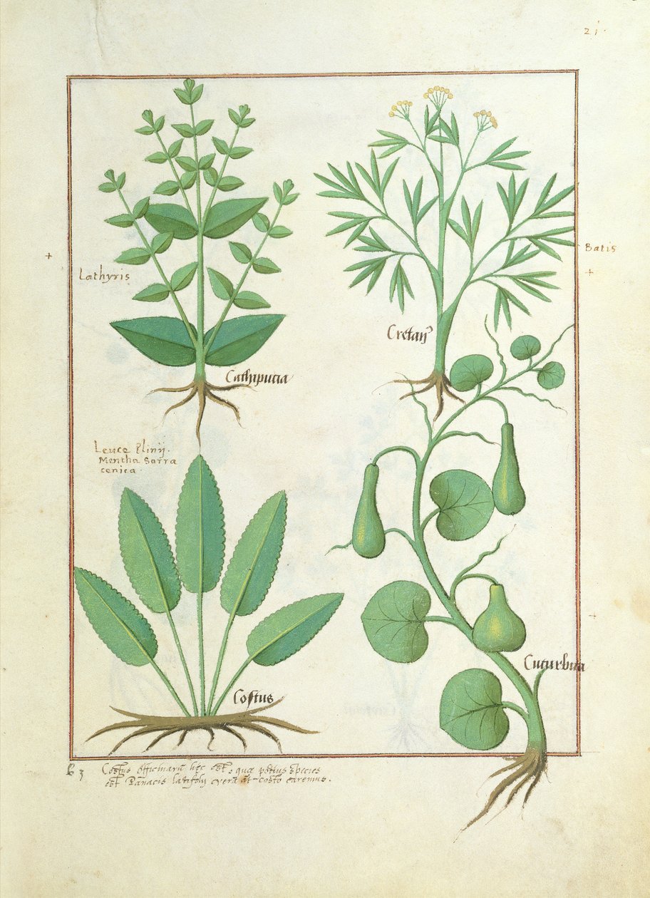 Euphorbia Lathyris, Beechwort, Menthe et Figue, illustration de 