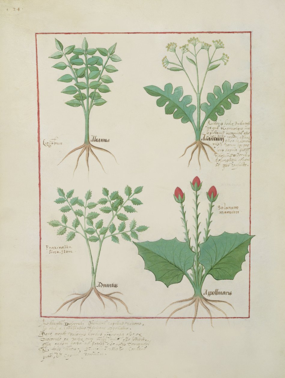 Ms Fr. Fv VI #1 fol.123v Rangée du haut : Ligustrum et Acanthus. Rangée du bas : Plante herbacée et Apollinaris, illustration du Livre des Simples Médecines, par Matthaeus Platearius (d.c.1161) c.1470 - Robinet Testard