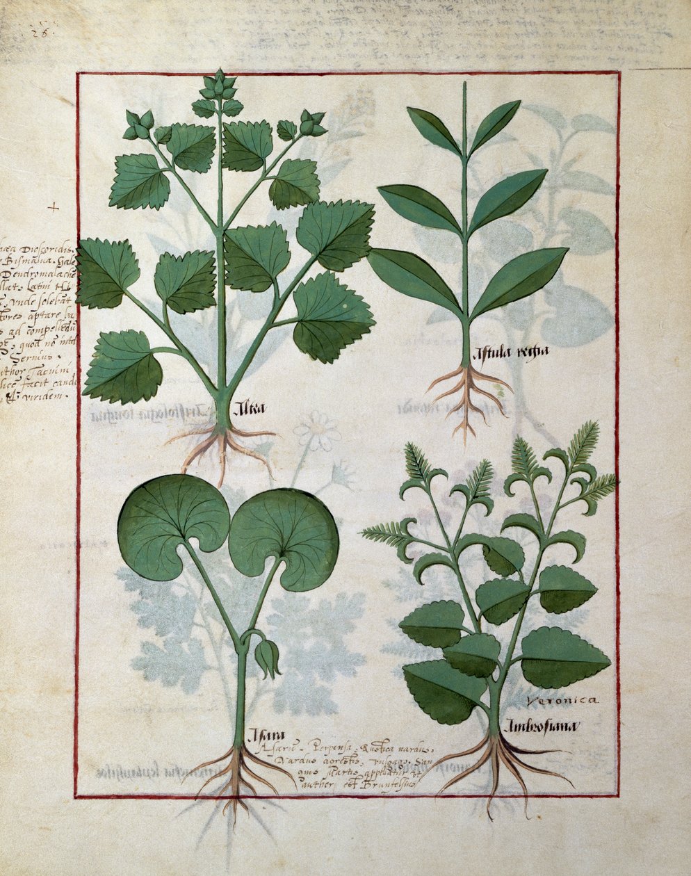 Guimauve et Hastula Regia. Rangée du bas : Asarabacca et Véronique, illustration du Livre simple des médicaments par Matteaus Platearius - Robinet Testard