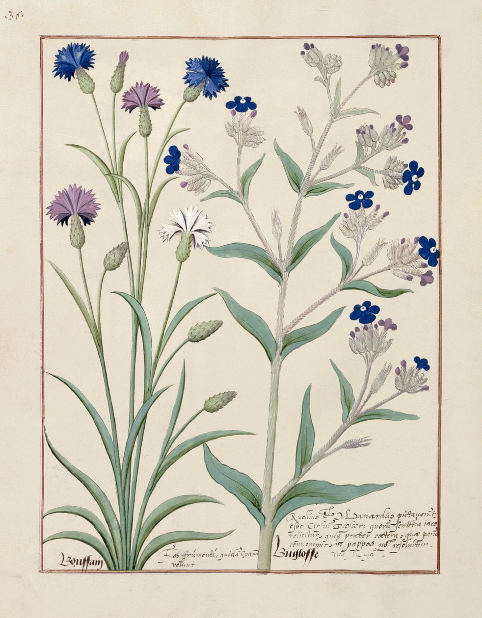 Illustration du Livre des simples médecines par Mattheaus Platearius 129v - Robinet Testard
